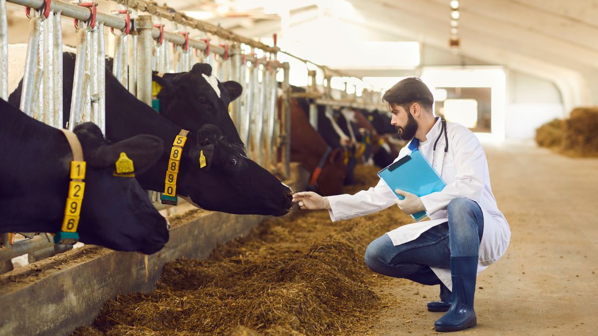 allevamento bovini carne zootecnia